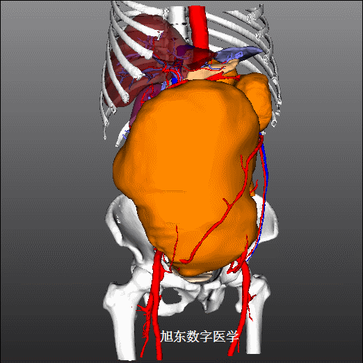 3D可视化影像.gif
